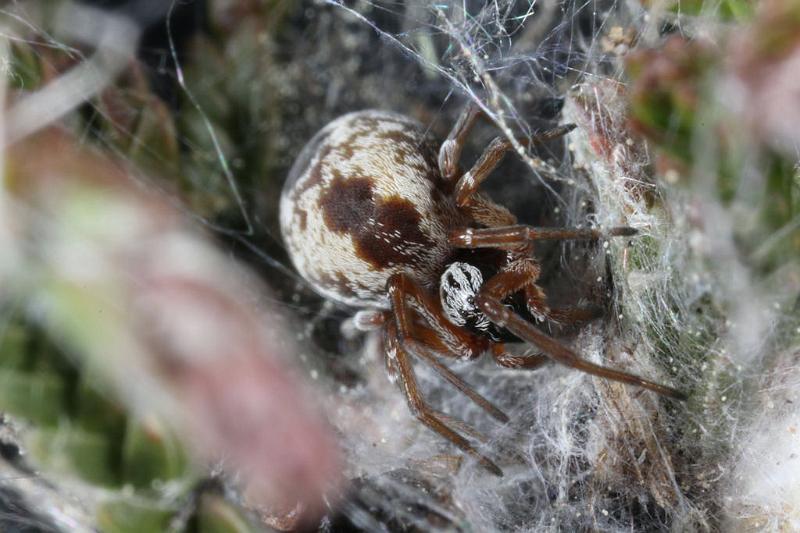 Dictyna_arudinacea_D7425_Z_88_NP De Hoge Veluwe_Nederland.jpg